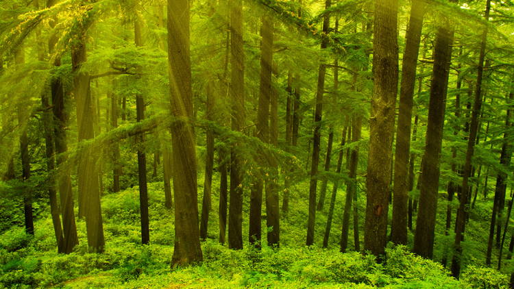 For Antalis, this voluntary pledge is in addition to the group’s existing policy of integrating biodiversity into its corporate social responsibility.